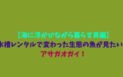 【海に浮かびながら暮らす貝編】水槽レンタルで変わった生態の魚が見たい！アサガオガイ！