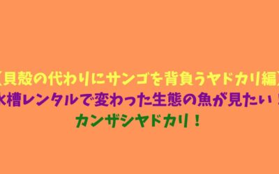 【貝殻の代わりにサンゴを背負うヤドカリ編】水槽レンタルで変わった生態の魚が見たい！カンザシヤドカリ！