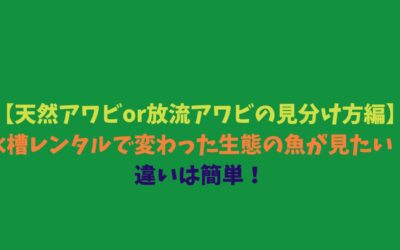 【天然アワビor放流アワビの見分け方編】水槽レンタルで変わった生態の魚が見たい！違いは簡単！