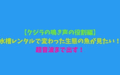 【クジラの鳴き声の役割編】水槽レンタルで変わった生態の魚が見たい！超音波まで出す！