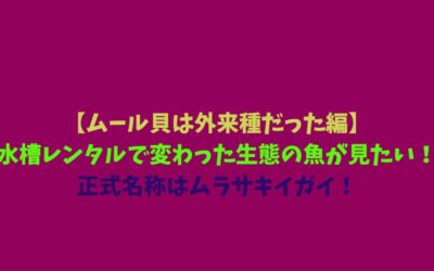 【ムール貝は外来種だった編】水槽レンタルで変わった生態の魚が見たい！正式名称はムラサキイガイ！