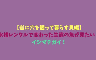 【岩に穴を掘って暮らす貝編】水槽レンタルで変わった生態の魚が見たい！イシマテガイ！