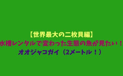 【世界最大の二枚貝編】水槽レンタルで変わった生態の魚が見たい！オオジャコガイ（2メートル！）