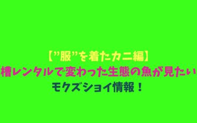 【”服”を着たカニ編】水槽レンタルで変わった生態の魚が見たい！モクズショイ情報！