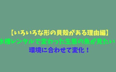 【いろいろな形の貝殻がある理由編】水槽レンタルで変わった生態の魚が見たい！環境に合わせて変化！