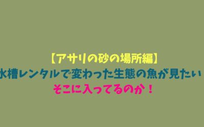 【アサリの砂の場所編】水槽レンタルで変わった生態の魚が見たい！そこに入ってるのか！
