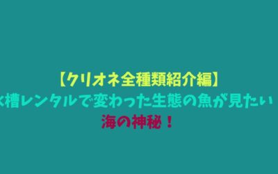 【クリオネ全種類紹介編】水槽レンタルで変わった生態の魚が見たい！海の神秘！