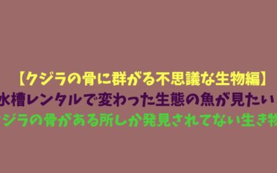 【クジラの骨に群がる不思議な生物編】水槽レンタルで変わった生態の魚が見たい！クジラの骨がある所しか発見されてない生き物！