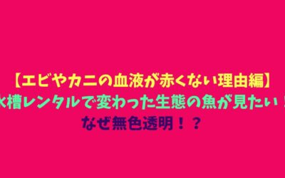 【エビやカニの血液が赤くない理由編】水槽レンタルで変わった生態の魚が見たい！なぜ無色透明！？