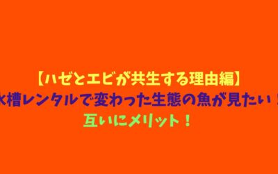 【ハゼとエビが共生する理由編】水槽レンタルで変わった生態の魚が見たい！互いにメリット！