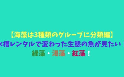 【海藻は3種類のグループに分類編】水槽レンタルで変わった生態の魚が見たい！緑藻・渇藻・紅藻！