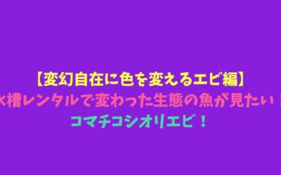 【変幻自在に色を変えるエビ編】水槽レンタルで変わった生態の魚が見たい！コマチコシオリエビ！