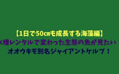 【1日で50㎝も成長する海藻編】水槽レンタルで変わった生態の魚が見たい！オオウキモ別名ジャイアントケルプ！