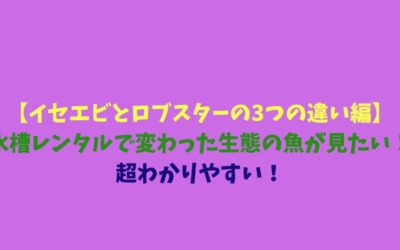 【イセエビとロブスターの3つの違い編】水槽レンタルで変わった生態の魚が見たい！超わかりやすい！