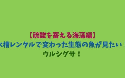 【硫酸を蓄える海藻編】水槽レンタルで変わった生態の魚が見たい！ウルシグサ！