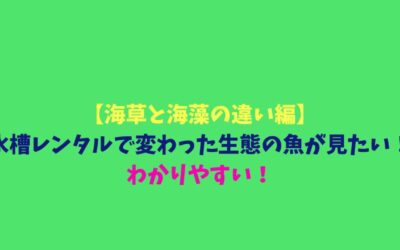 【海草と海藻の違い編】水槽レンタルで変わった生態の魚が見たい！わかりやすい！
