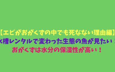 【エビがおがくずの中でも死なない理由編】水槽レンタルで変わった生態の魚が見たい！おがくずは水分の保湿性が高い！