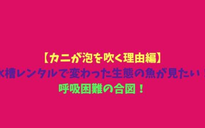 【カニが泡を吹く理由編】水槽レンタルで変わった生態の魚が見たい！呼吸困難の合図！