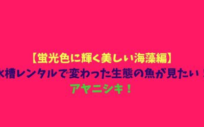 【蛍光色に輝く美しい海藻編】水槽レンタルで変わった生態の魚が見たい！アヤニシキ！