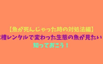 【魚が死んじゃった時の対処法編】水槽レンタルで変わった生態の魚が見たい！知っておこう！