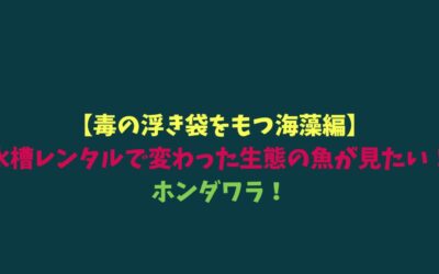 【毒の浮き袋をもつ海藻編】水槽レンタルで変わった生態の魚が見たい！ホンダワラ！