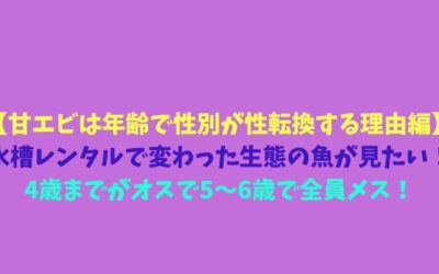 【甘エビは年齢で性別が性転換する理由編】水槽レンタルで変わった生態の魚が見たい！4歳までがオスで5～6歳で全員メス！