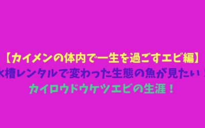 【カイメンの体内で一生を過ごすエビ編】水槽レンタルで変わった生態の魚が見たい！カイロウドウケツエビの生涯！