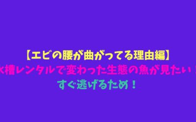 【エビの腰が曲がってる理由編】水槽レンタルで変わった生態の魚が見たい！すぐ逃げるため！