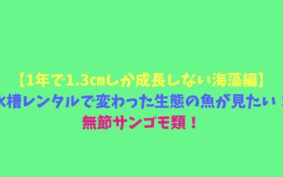 【1年で1.3㎝しか成長しない海藻編】水槽レンタルで変わった生態の魚が見たい！無節サンゴモ類！
