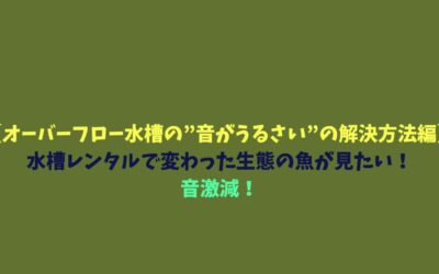 【オーバーフロー水槽の”音がうるさい”の解決方法編】水槽レンタルで変わった生態の魚が見たい！音激減！