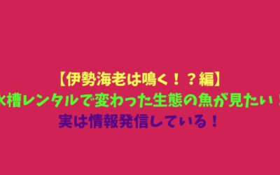 【伊勢海老は鳴く！？編】水槽レンタルで変わった生態の魚が見たい！実は情報発信している！
