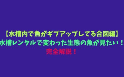 【水槽内で魚がギブアップしてる合図編】水槽レンタルで変わった生態の魚が見たい！完全解説！