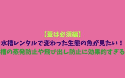 【蓋は必須編】水槽レンタルで変わった生態の魚が見たい！水槽の蒸発防止や飛び出し防止に効果的すぎる！