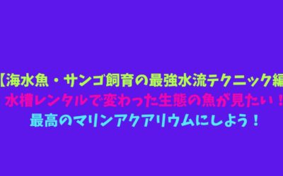 【海水魚・サンゴ飼育の最強水流テクニック編】水槽レンタルで変わった生態の魚が見たい！最高のマリンアクアリウムにしよう！