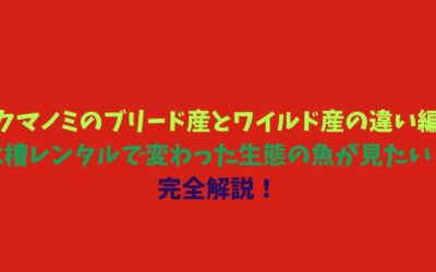 【クマノミのブリード産とワイルド産の違い編】水槽レンタルで変わった生態の魚が見たい！完全解説！