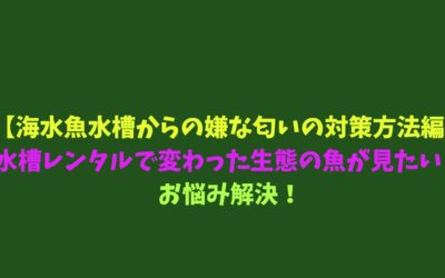 【海水魚水槽からの嫌な匂いの対策方法編】水槽レンタルで変わった生態の魚が見たい！お悩み解決！