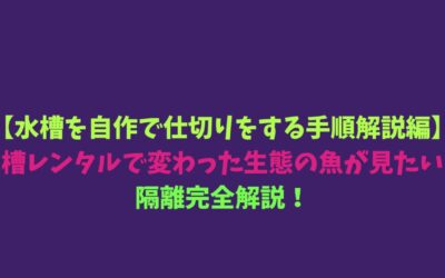 【水槽を自作で仕切りをする手順解説編】水槽レンタルで変わった生態の魚が見たい！隔離完全解説！