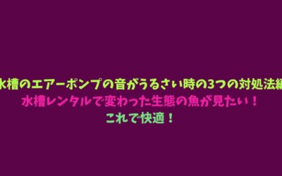 【水槽のエアーポンプの音がうるさい時の3つの対処法編】水槽レンタルで変わった生態の魚が見たい！これで快適！