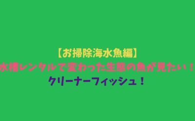 【お掃除海水魚編】水槽レンタルで変わった生態の魚が見たい！クリーナーフィッシュ！