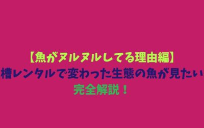 【魚がヌルヌルしてる理由編】水槽レンタルで変わった生態の魚が見たい！完全解説！