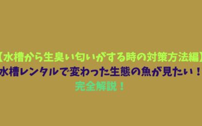【水槽から生臭い匂いがする時の対策方法編】水槽レンタルで変わった生態の魚が見たい！完全解説！