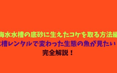 【海水水槽の底砂に生えたコケを取る方法編】水槽レンタルで変わった生態の魚が見たい！完全解説！