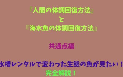 【『人間の体調回復方法』と『海水魚の体調回復方法』の共通点編】水槽レンタルで変わった生態の魚が見たい！完全解説！