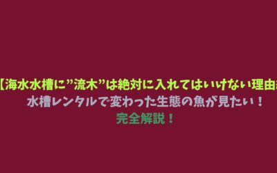 【海水水槽に”流木”は絶対に入れてはいけない理由編】水槽レンタルで変わった生態の魚が見たい！完全解説！