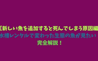 【新しい魚を追加すると死んでしまう原因編】水槽レンタルで変わった生態の魚が見たい！完全解説！