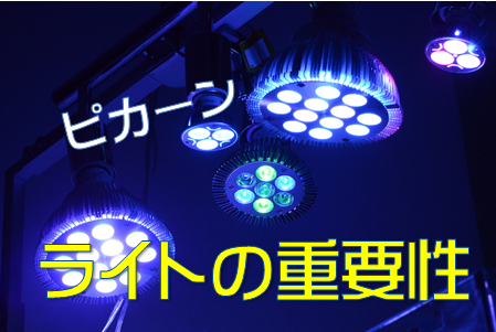 照明時間 海水魚 サンゴ飼育でのライトの役割 水槽レンタル神奈川 マリブ 海水専門 メンテナンス