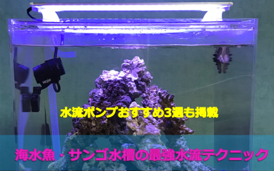 【おすすめ3選】海水魚・サンゴ飼育の最強水流テクニック！初心者必見！
