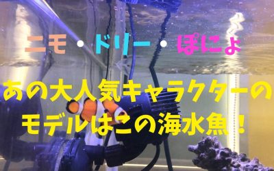 【ニモ・ドリー・ぽにょ】あの大人気キャラクターのモデルはこの海水魚！