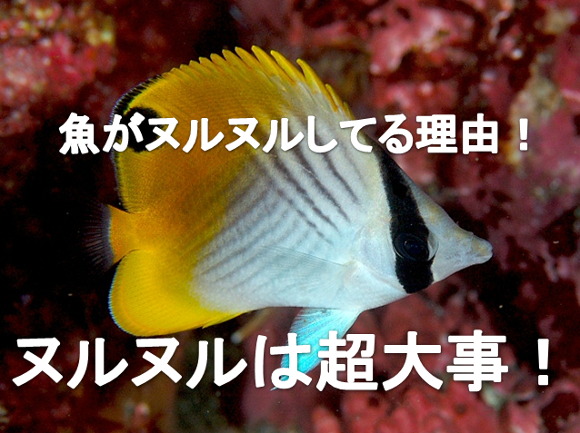 保存版 魚がヌルヌルしてる理由 水槽レンタル神奈川 マリブ 海水専門 メンテナンス