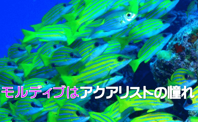 モルディブは海水魚の楽園 ダイバーだけの憧れじゃない 水槽レンタル神奈川 マリブ 海水専門 メンテナンス